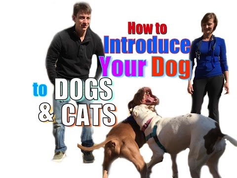 How to Introduce a NEW DOG to Your Other Pets