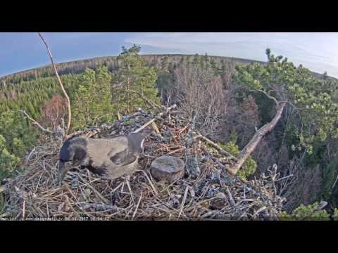 LDF Zivjērglis tiešraide  2017-04-08 Hooded Crow 8:03