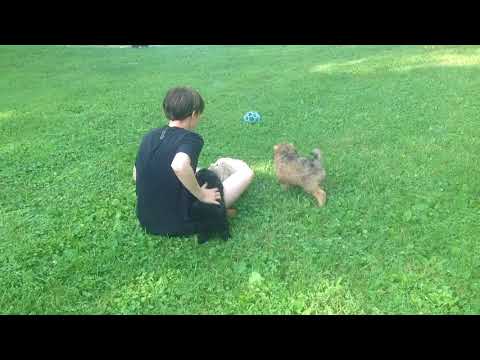 Play time in the backyard