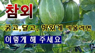 [텃밭농부 1,612]  참외 굵고, 달고, 맛있게 키울려면 이렇게 해 보세요. #참외재배