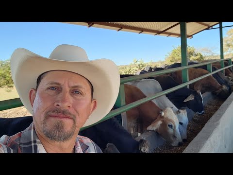 "COMO ALIMENTAR GANADO RECIEN COMPRADO "