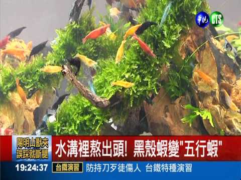 觀賞魚蝦第一名!五行蝦全部MIT