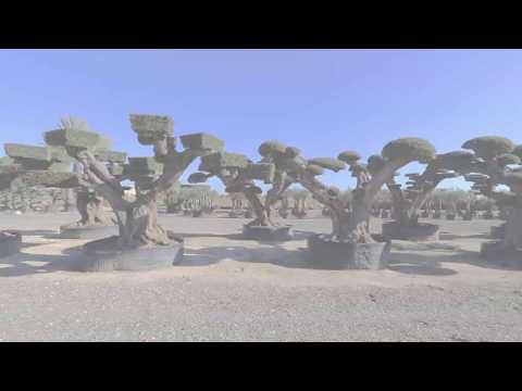 image-How fast do olive bushes grow?