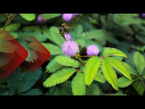 THE SENSITIVE PLANT is also a MEDICINAL PLANT, find out EVERYTHING