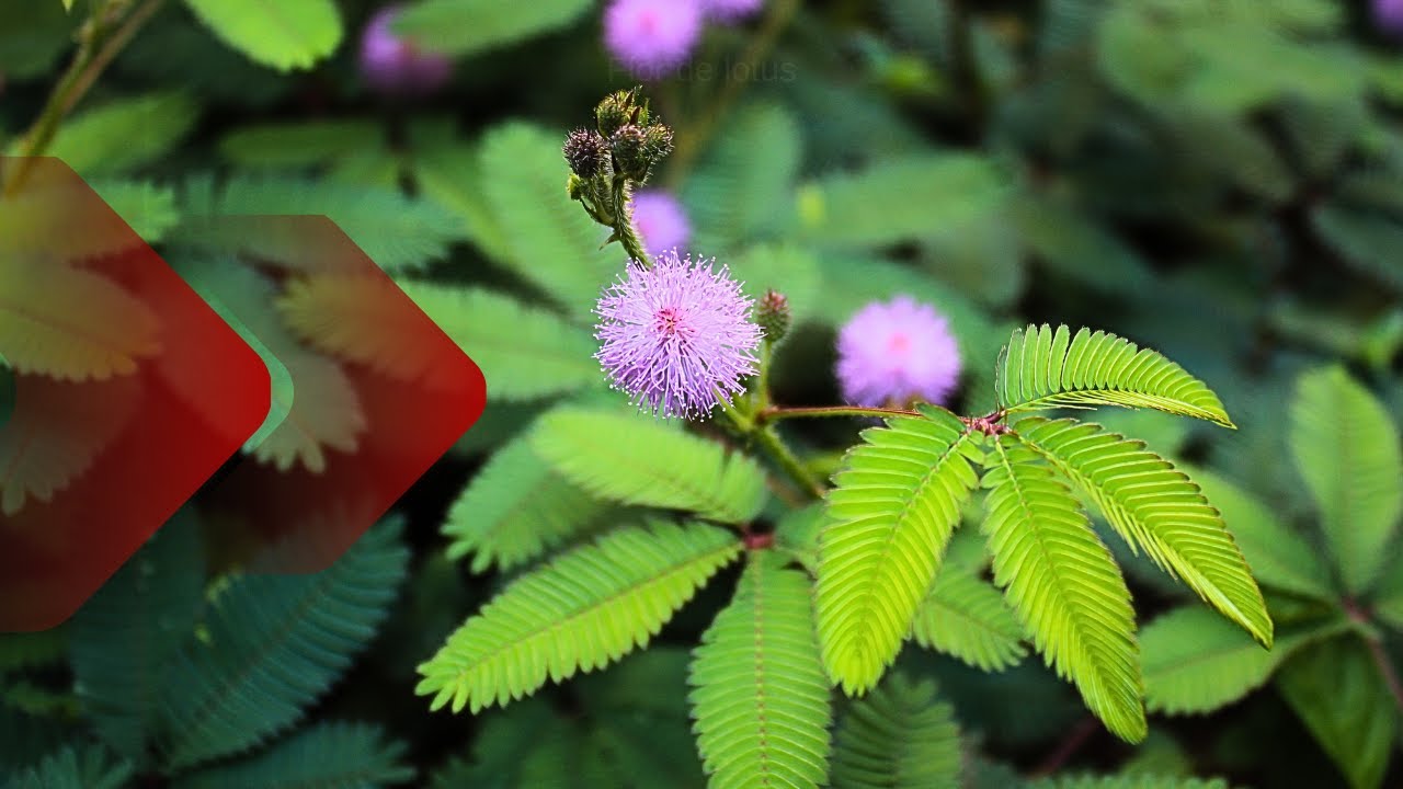THE SENSITIVE PLANT is also a MEDICINAL PLANT, find out EVERYTHING