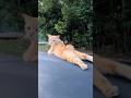 The Most Chill Orange Cat Ever