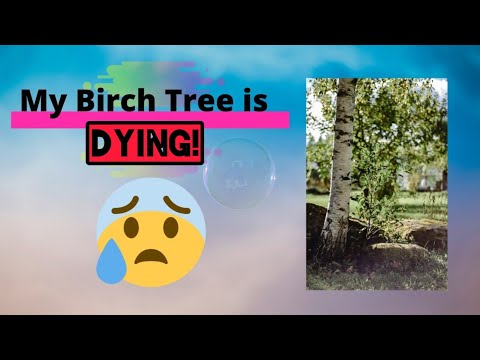 Birch Tree Problems Dead and Dying Branches!