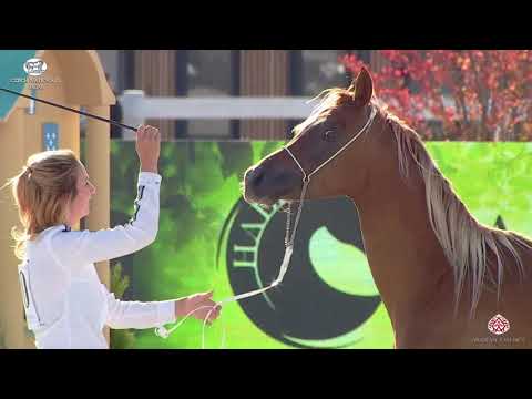 N 10 MAESTRO PERETZ MP   Prague 2020   Czech National Championship   Colts 2 3 Years Old Class 5