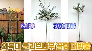 외목대 올리브나무 키우기 꿀팁!! 가지치기&분갈이!! 삽목묘로 3년 키웠어요!!