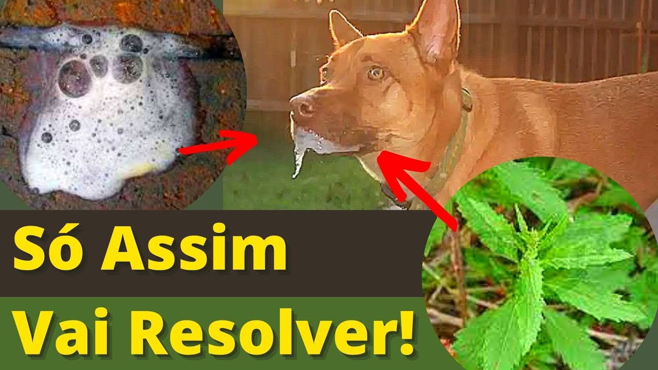 [REMEDIO] VÔMITO COM ESPUMA BRANCA - Filhote Vomitando Espuma Como Acabar com o Vômito do Cachorro