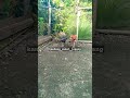 Paha Mulus Viral Ayam Bangkokindonesia Shorts Ekorlidi Fypシ