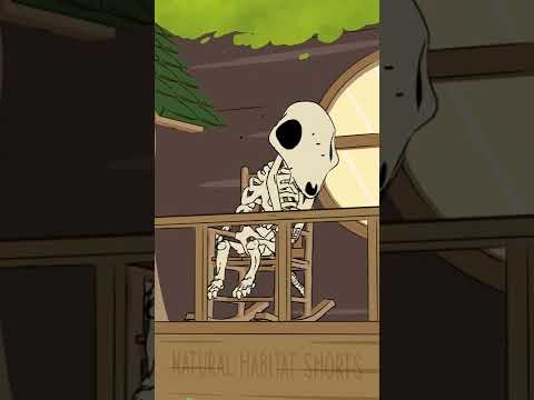 Opossums involuntarily play dead. It can last anywhere from 40 minutes to 4 hours.