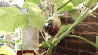 Container Gardening Season 2 - Week 19: Baby Eggplants and Pests Galore