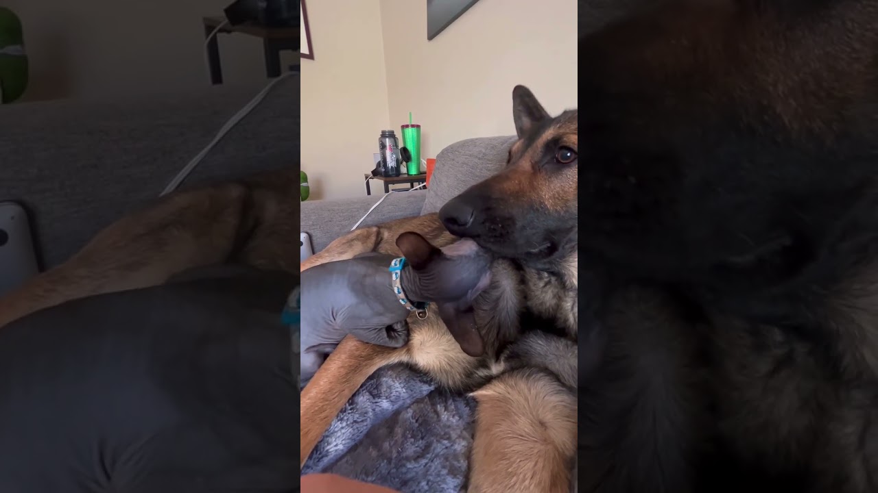 Draco, a Adoptable Belgian Shepherd / Malinois in Colorado Springs, CO video 6/6