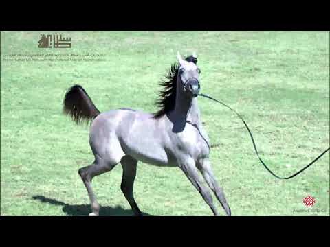 N.49 AJ AL BRRAQAH 5 - 2020 PSAIAHF Al Khalediah Show - Yearling Fillies (Class 1C)