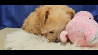 ハーフ犬の動画01