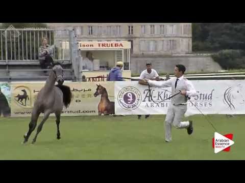 Chantilly 2016 AHO World Cup - CLASS 1A