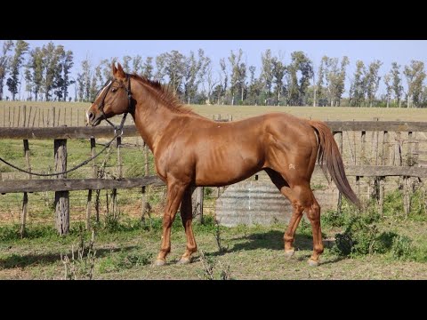 Padrillo cuarto de milla puro Quebracho Herrado Sixes Cielo -USD 2100 -  LOSEQUINOS.COM