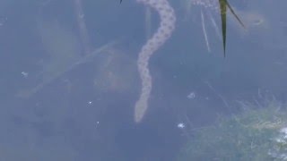 Гадюка нападает под водой!