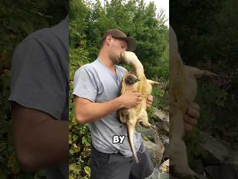 DO THIS, If you ever get bitten by a softshell turtle 🐢😨