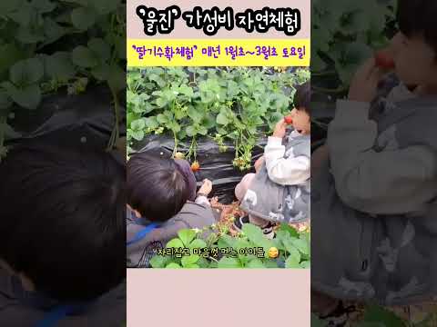 울진 아이들과 함께하는 딸기 수확 체험 :: 울진SNS홍보단 :: 울진군청