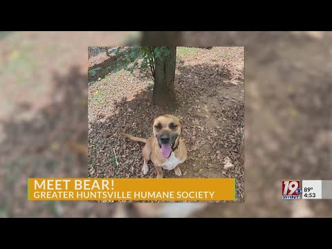 Meet Bear! News 19's Adoptable Pet of the Week | Sept. 19, 2025 - YouTube