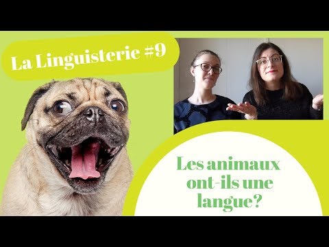 La Linguisterie #9 - Les animaux ont-ils une langue ?
