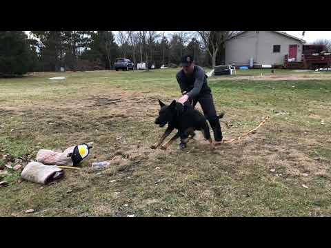 Nero Von Hanrahaus 18 months protection work