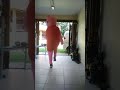 Peppa Pig FlashBack