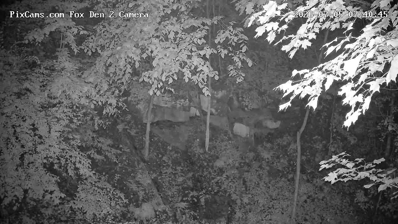 Live webcam view of Guarida de Zorros en Directo