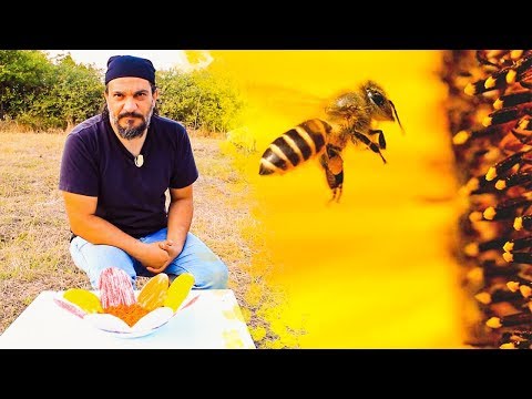 , title : 'Arılara Polen Besleme yöntemleri'