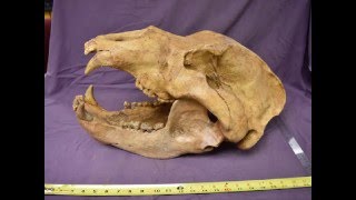 Cave Bear Skull Fossil from Romania | Ursus spelaeus | Pleistocene Cave Bear Fossil for Sale
