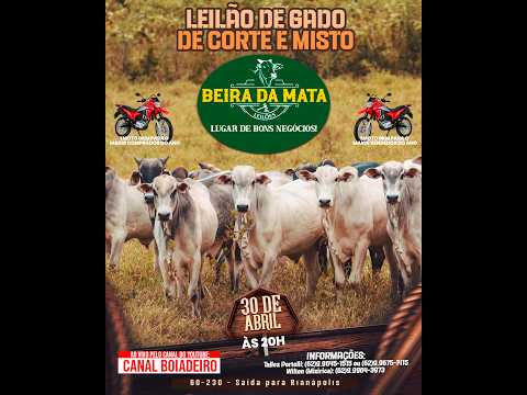 Beira da Mata Leilões - Uruana GO - Leilão de Gado de Corte em Goiás @canal.boiadeiro #live #gado
