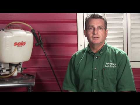 Pest Control : How to Get Rid of Bees