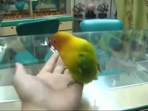 This Parrot Does an Incredible Imitation (adult).