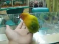 bacha na papouška (Ebo) - Známka: 1, váha: velká