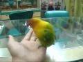 Parrot who saw a sex movie