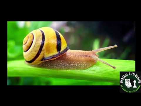 Viva la chiocciola! 🐌