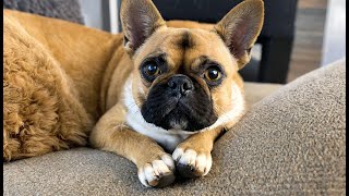 Paws & Claws Discovering Des Moines' Pet Scene on Craigslist