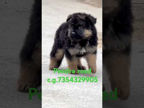 German shepherd long coat puppy available pendra road chattisgarh#@@ dog lover#@@