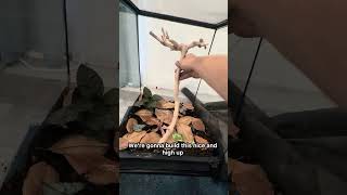 Bioactive  Vivarium For Dummies
