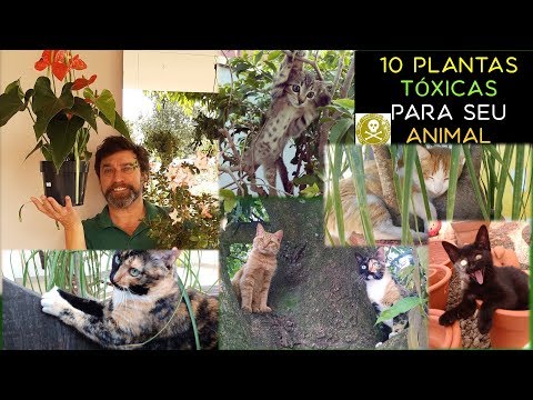 , title : '10 Plantas Tóxicas Para Seu Animal'