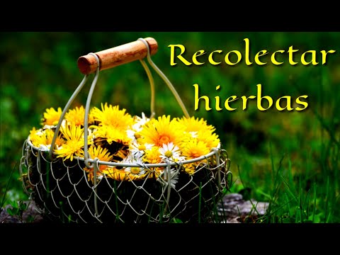 , title : 'RECOLECTAR PLANTAS Y HIERBAS 🌿🌼 Para hacer sahumerios, saquitos de hierbas, infusiones...'