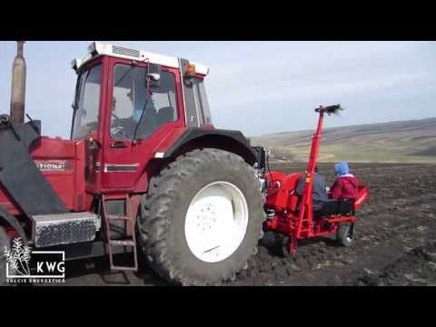 Plantare salcie energetica