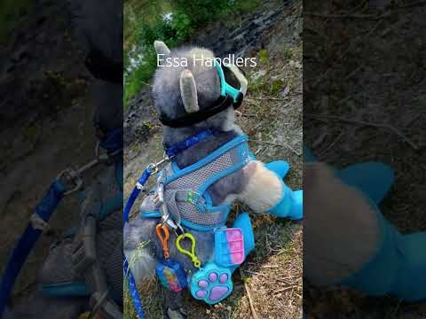 #essa #kandi #therian  #dragonpuppet #furry #bracelet #jewelry#diyjewelry #fyp #tiktok  #quadrobics