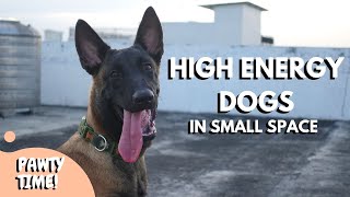 How To Exercise High Energy Dog In a Small Space | Raising My Puppies During The COVID-19 Outbreak