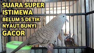 Download lagu Masteran Suara Burung Perkutut Lokal Juara Untuk Pancingan Dan Memikat Pasti Nyaut 100% mp3