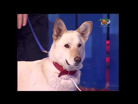 Portokalli, 25 Mars 2007 - Polici (Qenin)