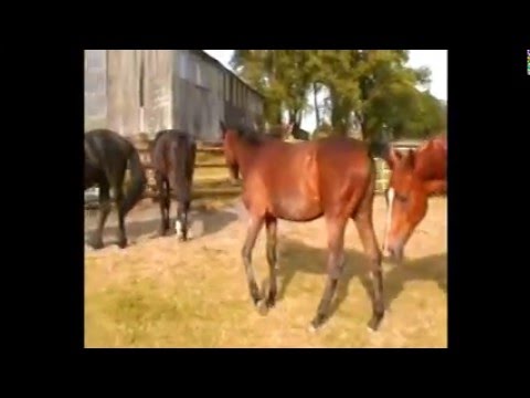 Jährling v. Lavall I