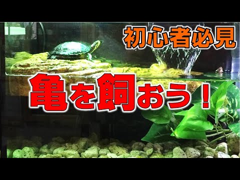 ミズガメの世話